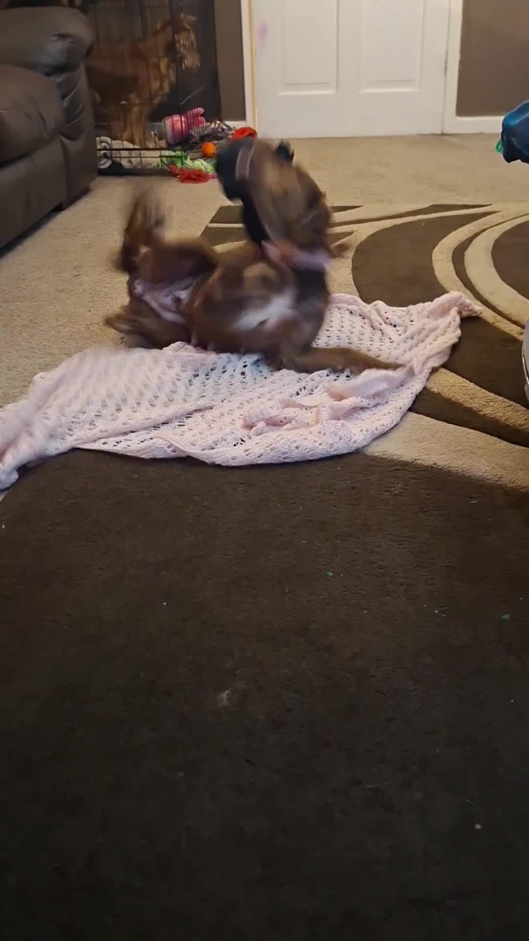 Mixed Breed dogs for sale: Puppies - Video 1