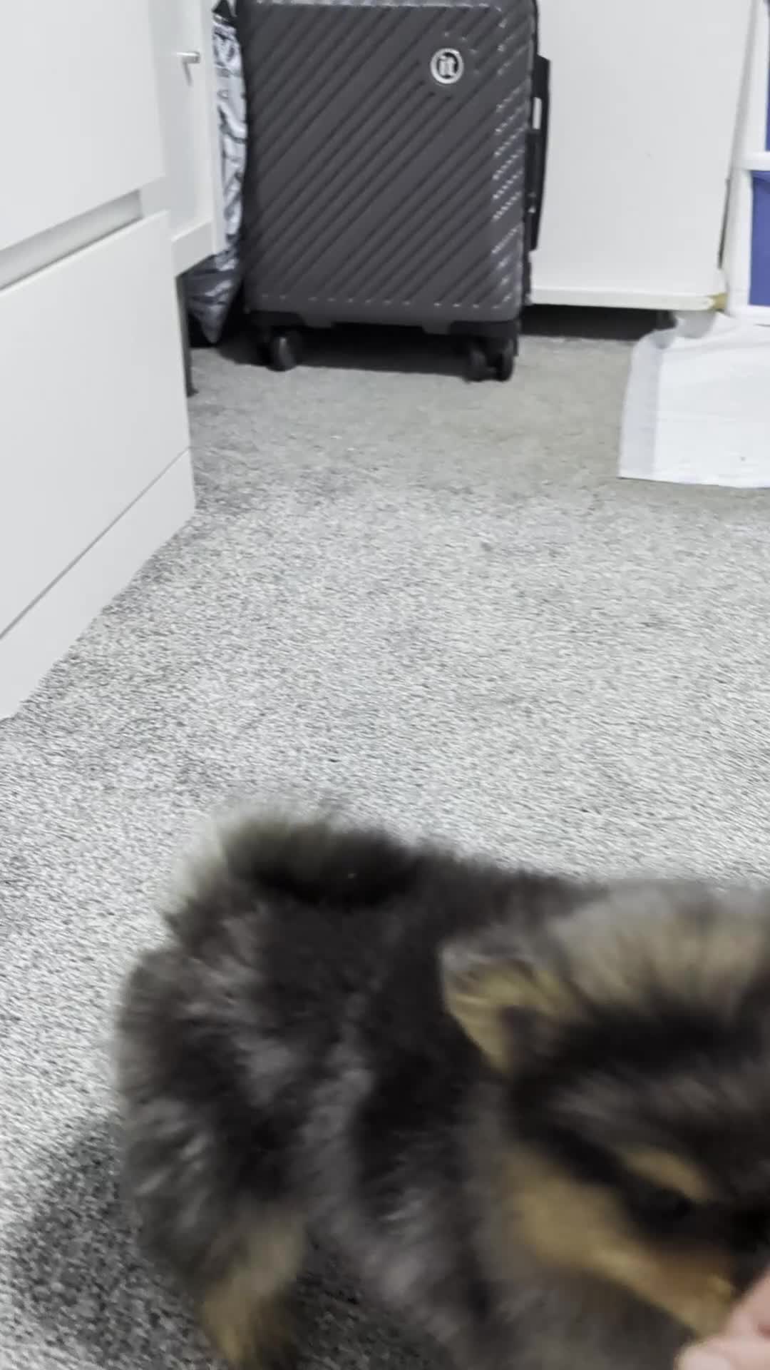 Pomeranian dogs for sale: Pedigree Pomeranian puppy's  - Video 2