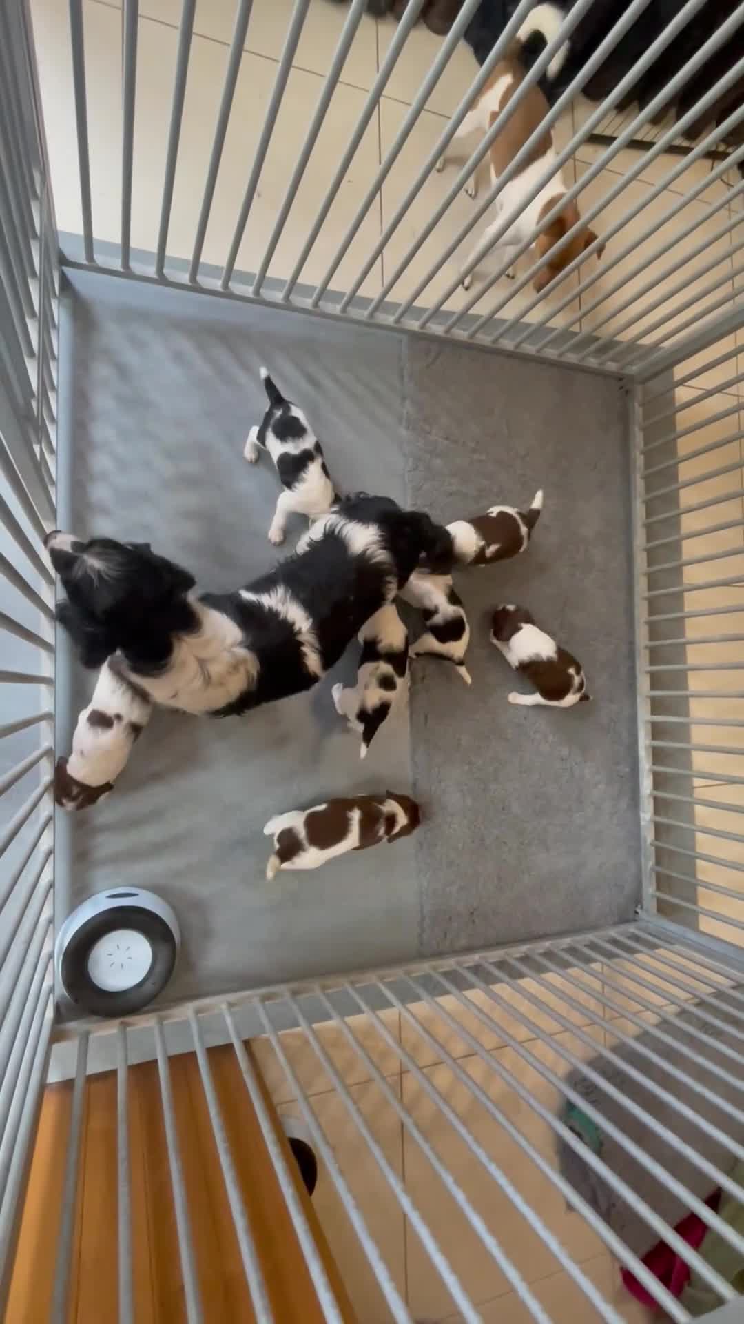 English Springer Spaniel dogs for sale: Exceptional KC Reg, ESS Pups, B/W & L/W in Oldham - Video 1