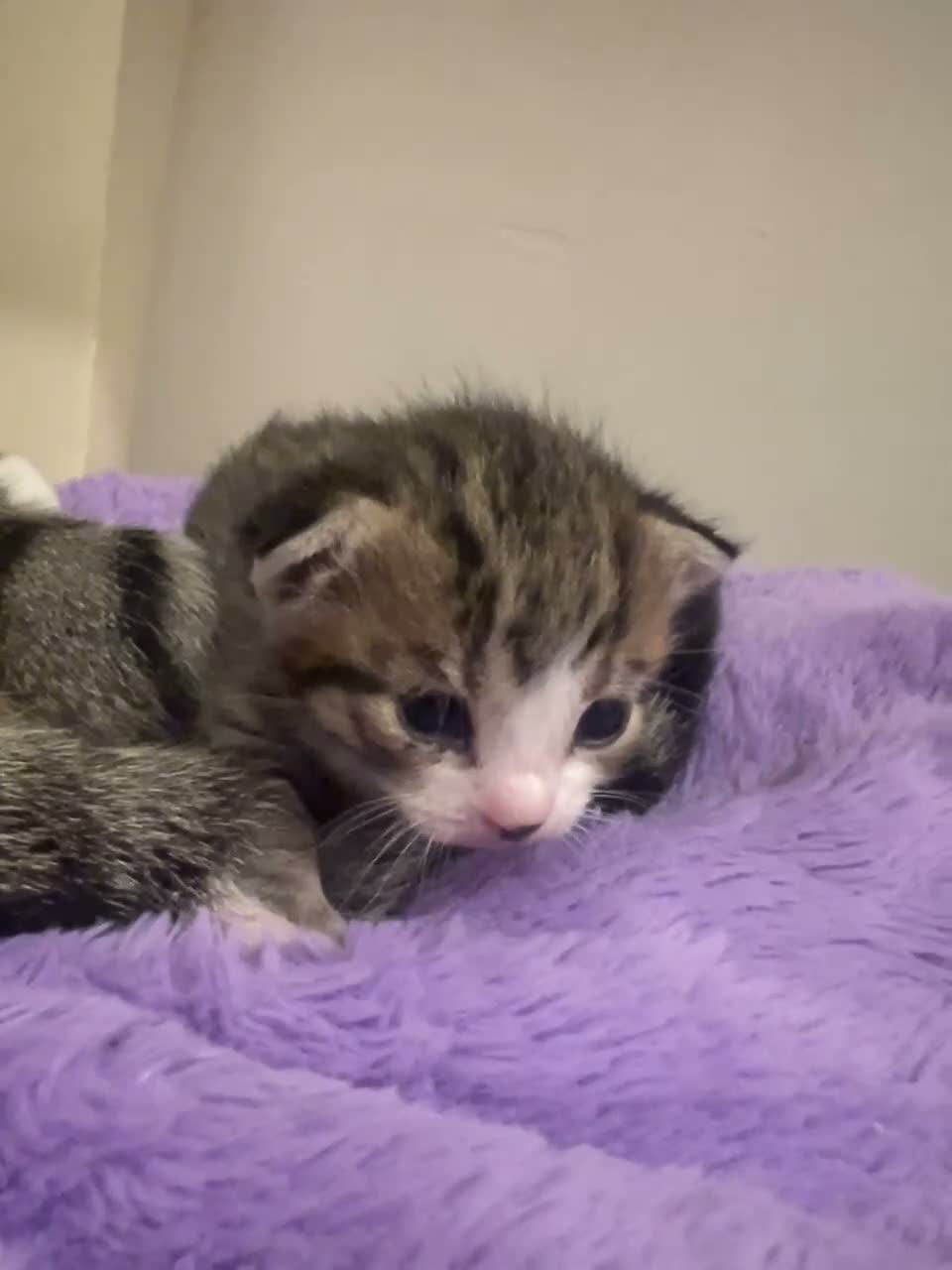 Mixed Breed cats for sale: 🐾 FLUFFY KITTENS ( ready to leave 8th Dec )  - Video 2