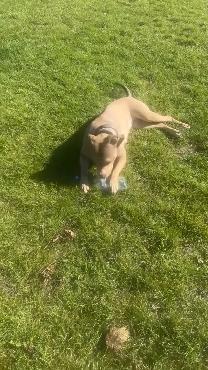 Mixed Breed dogs for sale: Milly looking for new home  - Video 3