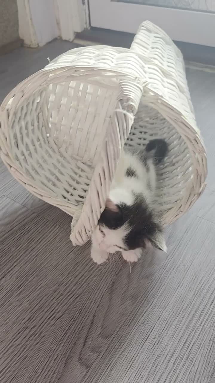 Mixed Breed cats for sale: 5 kittens - Video 2