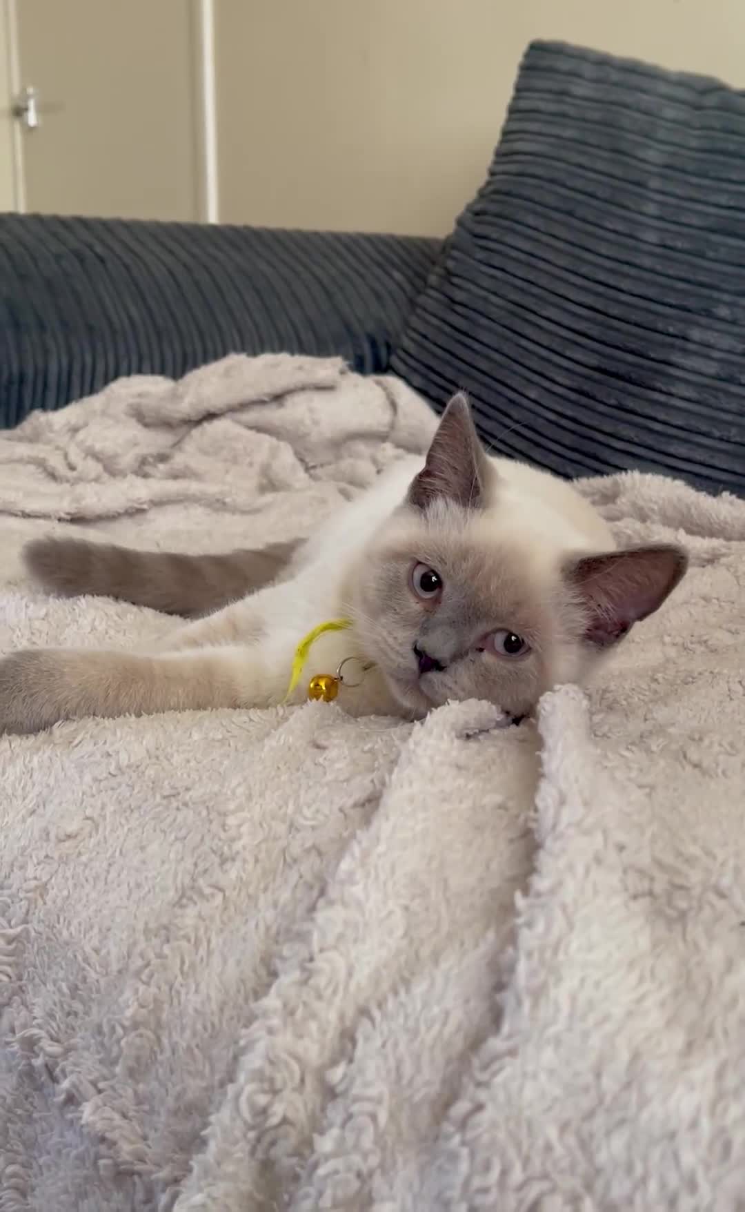 British Shorthair cats for sale: GCCF BluePoint BSH Kittens 💙 - Video 3