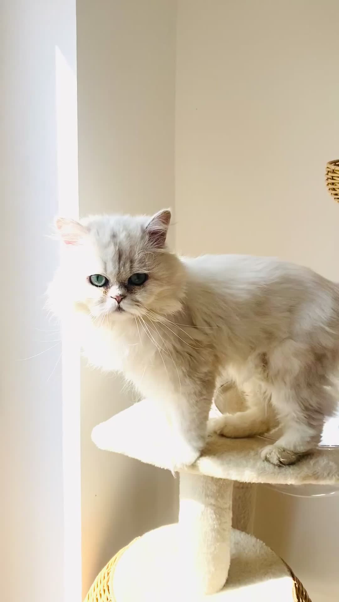Persian cats for stud: ⭐️PERSIAN CHINCHILLA  PEDIGREE  STUD⭐️ in Gerrards Cross - Video 2