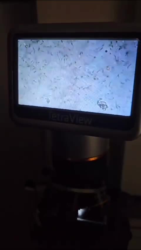 French Bulldog dogs for stud: French bulldog  in Manchester - Video 1