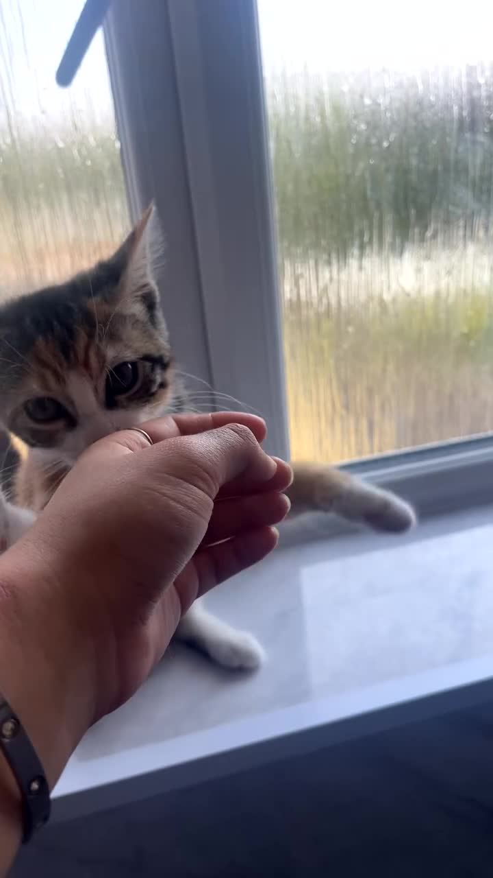 Mixed Breed cats for sale: 4 month female kitten for rehoming  - Video 1