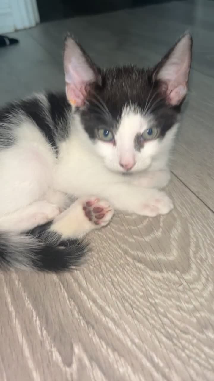 Brazilian Shorthair cats for sale: Beautiful kittens  - Video 2
