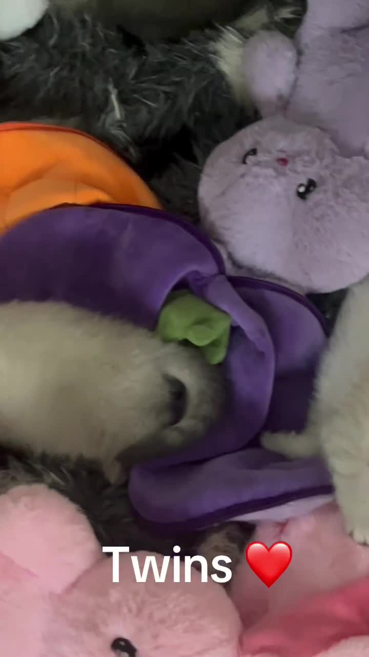 Scottish Fold cats for sale: Scottish Fold  kittens ❤️READY TO LEAVE ❤️ - Video 2