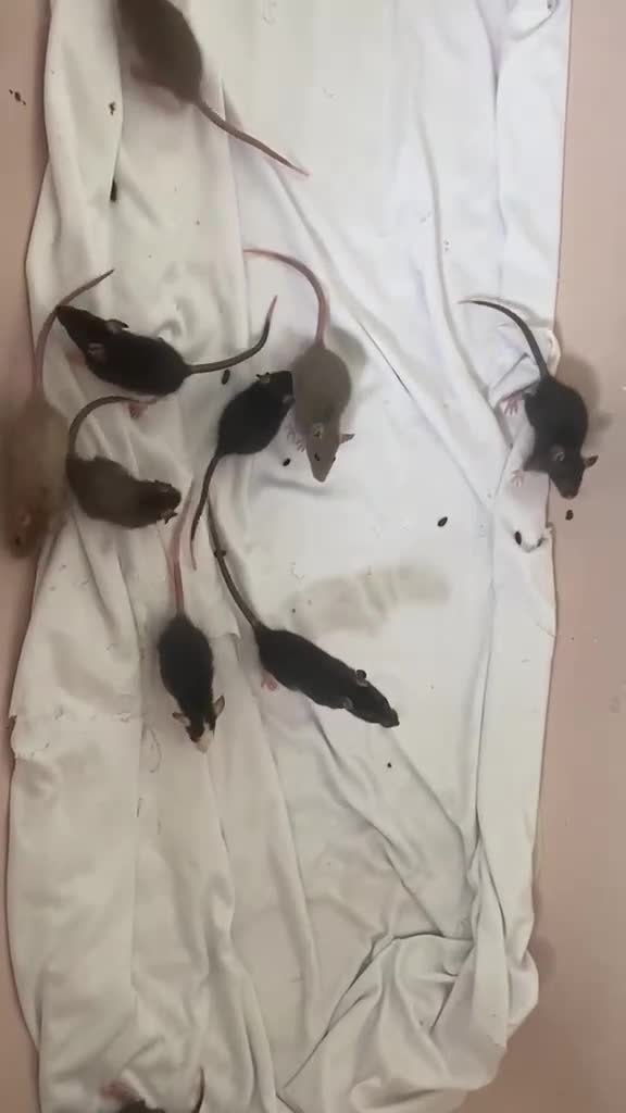 Rat rodents for sale: Mixed sexed baby rats in Chelmsford - Video 2
