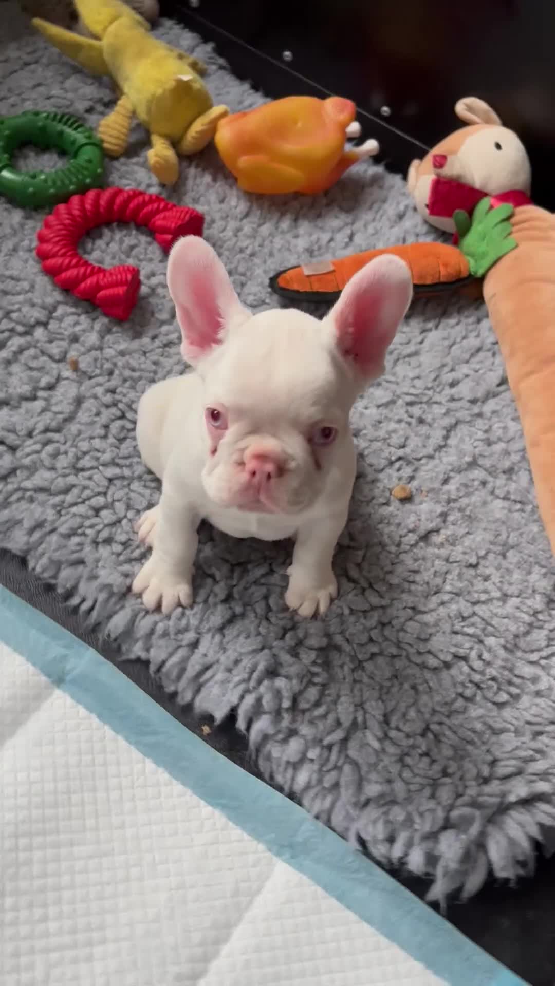 French Bulldog dogs for sale: French Bulldog Puppies KC registered  - Video 1