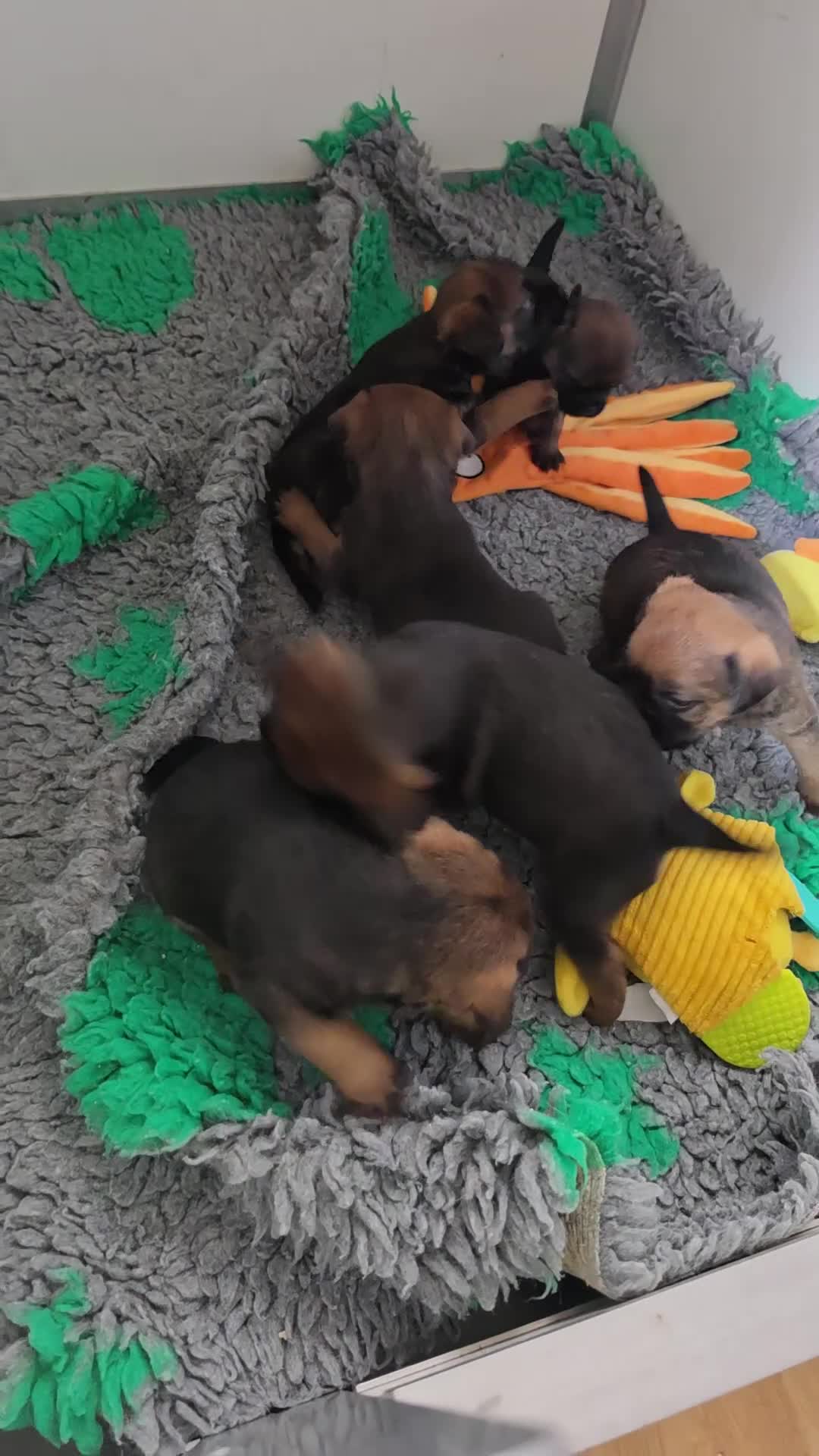 Border Terrier dogs for sale: Superb quality border terriers - Video 1
