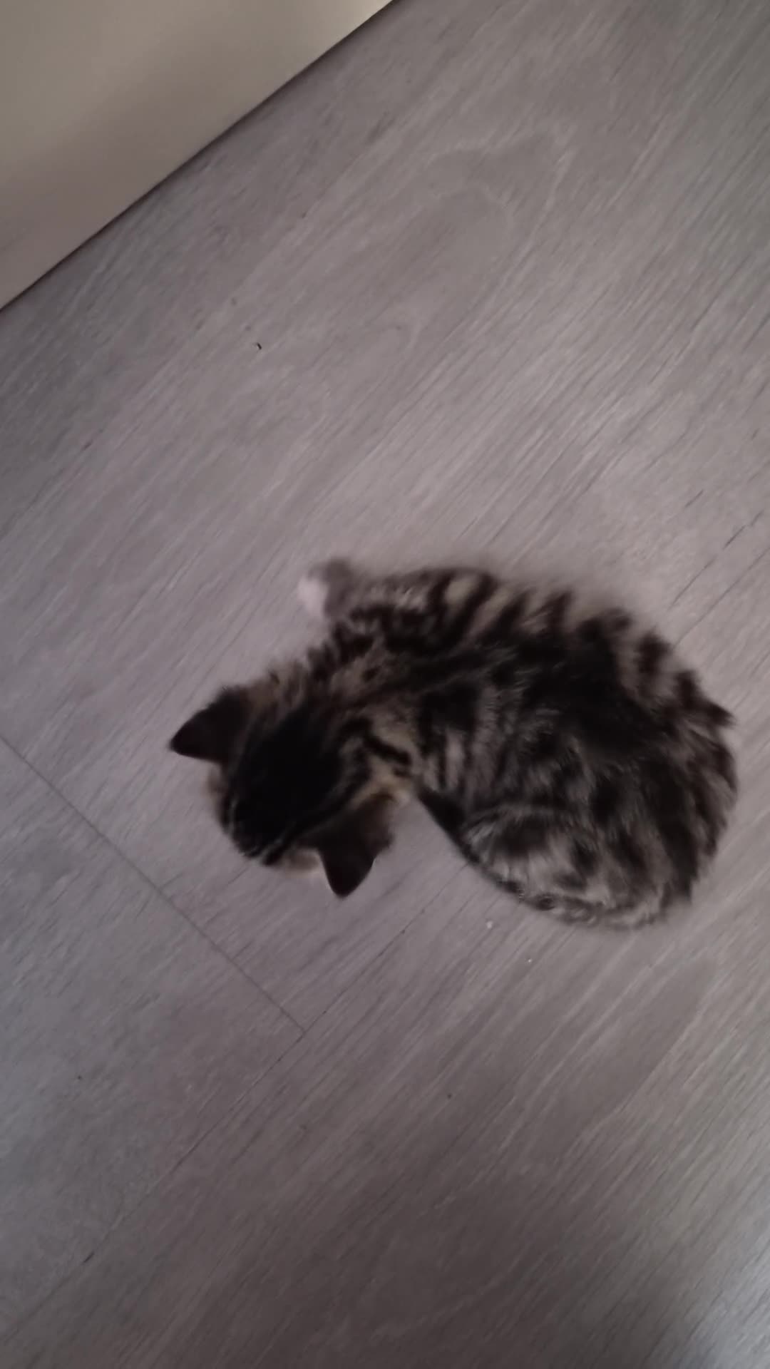 Bengal cats for sale: Bengal Kittens  in Skelmersdale - Video 1