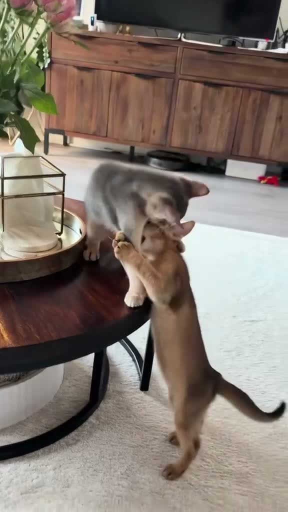 Abyssinian cats for sale: 🐾 Two Gorgeous Abyssinian Kittens 🐈‍⬛ - Video 4