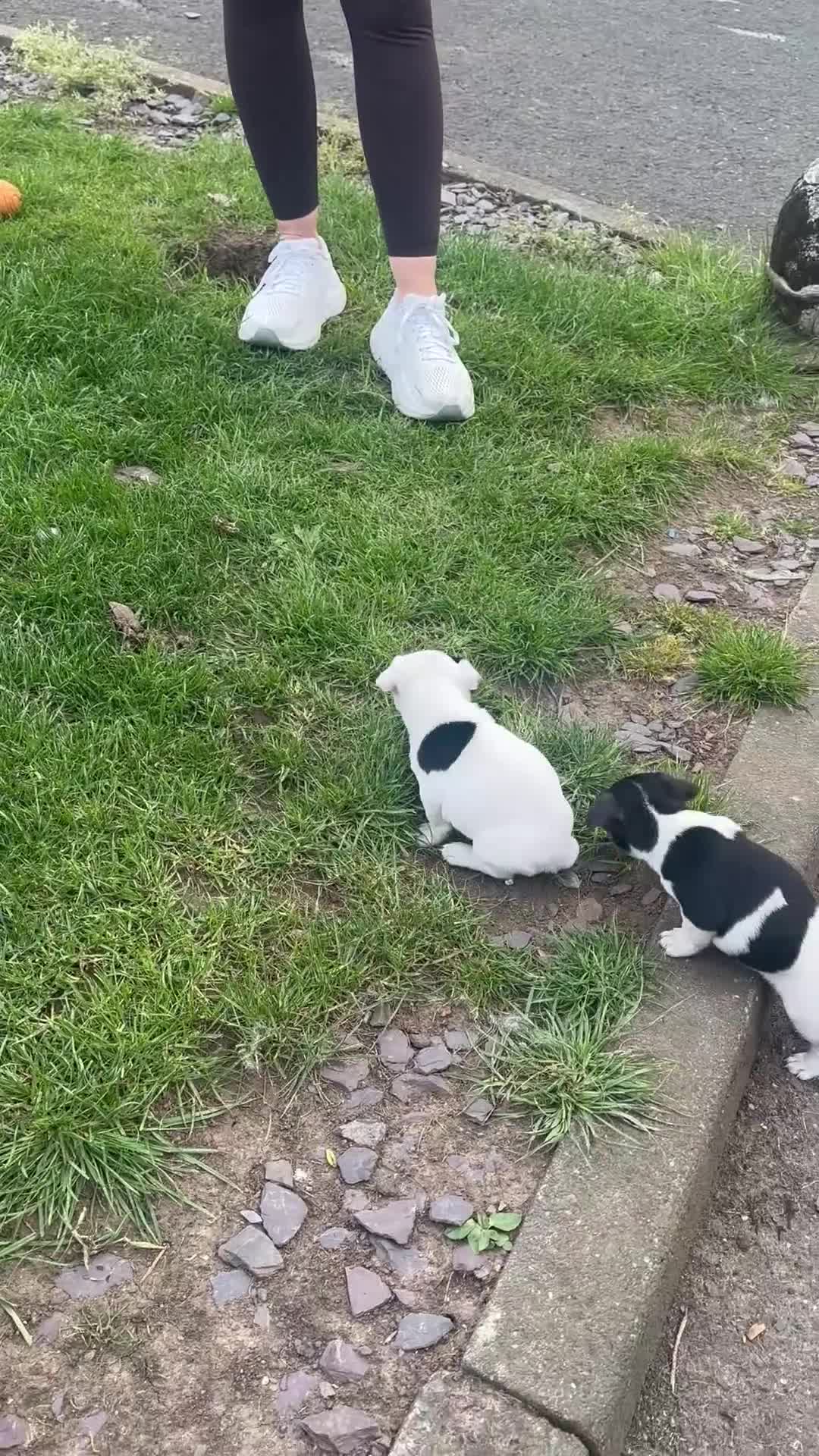 Jack Russell dogs for sale: Beautiful litter of 7 amazing Jack Russel puppies - Video 1