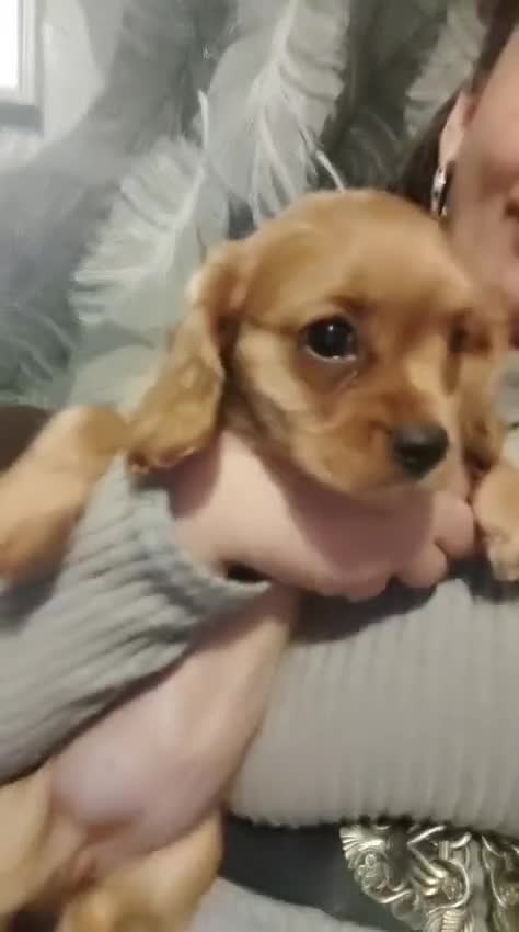 Cavalier King Charles Spaniel dogs for sale: Fully vaccinated and ready now 13 Feb  - Video 2