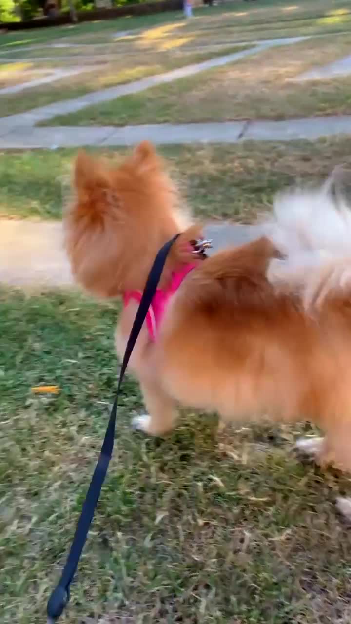 Pomeranian dogs for sale: Bonnie the Pomeranian - Video 1