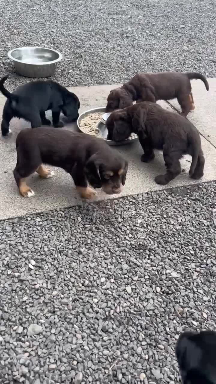 Cocker Spaniel dogs for sale: Stunning KC Reg Working Cocker Spaniels Pups  - Video 1