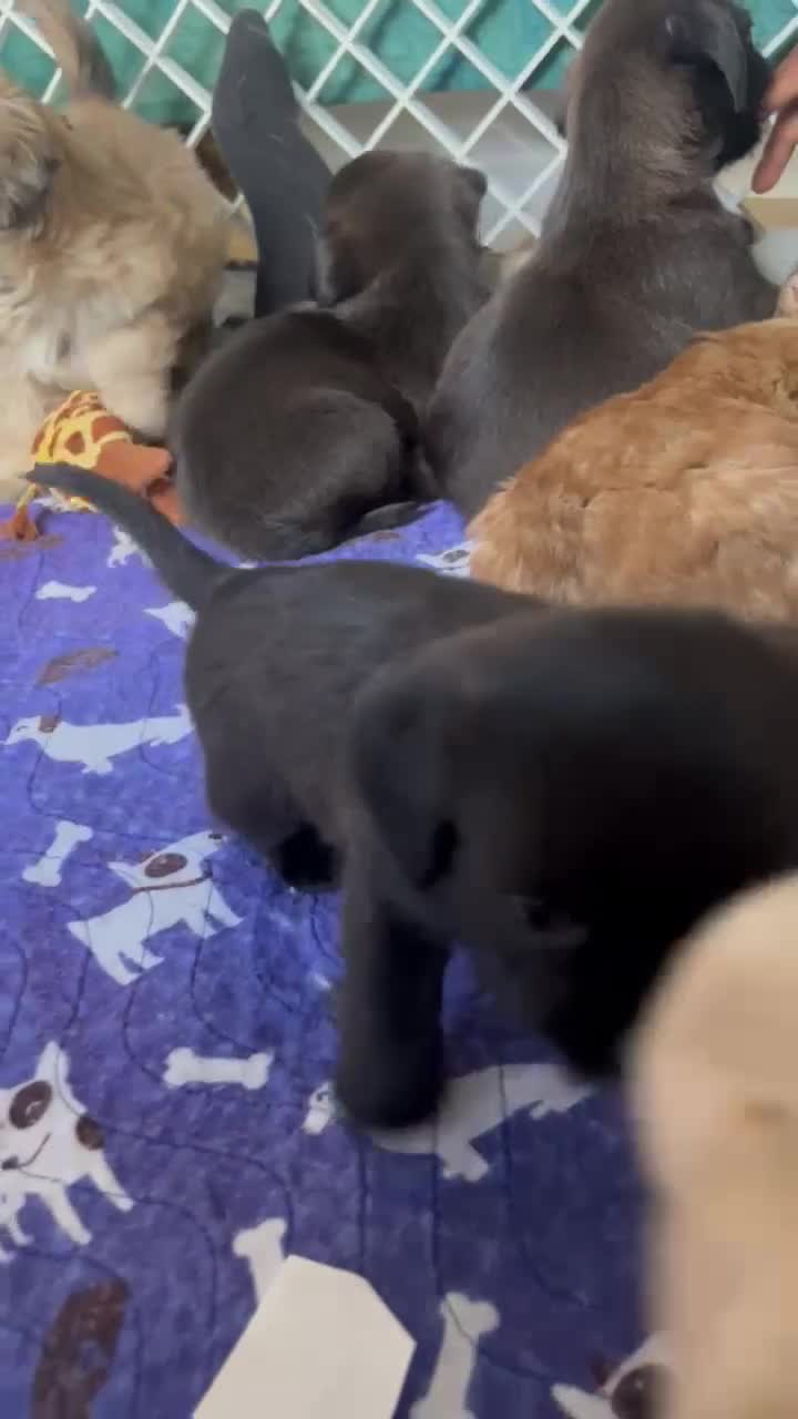 Mixed Breed dogs for sale: ADORABLE LITTER OF SHIH TZU/CHIHUAHUAS - Video 5