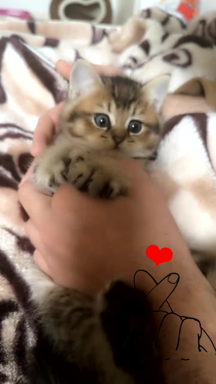 British Shorthair cats for sale: Golden bsh - Video 1