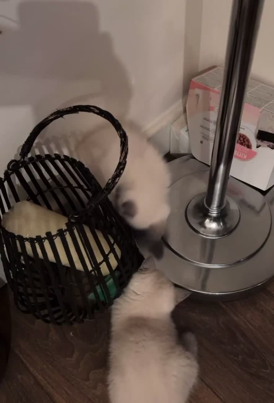 British Shorthair cats for sale: Colourpoint British Shorthair - Video 1