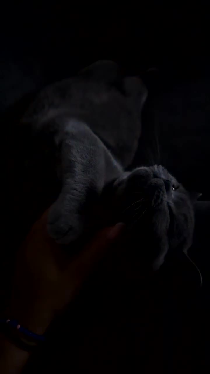 British Shorthair cats for sale: Male Blue Grey British Shorthair  - Video 1