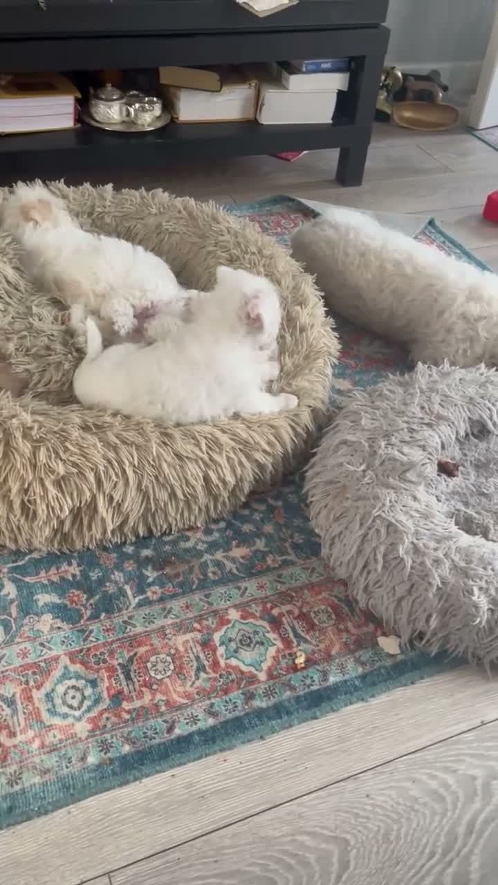 Bichon Frise dogs for sale:  Bichon Frisé Puppy – 2 Months Old – Ready Now! - Video 1