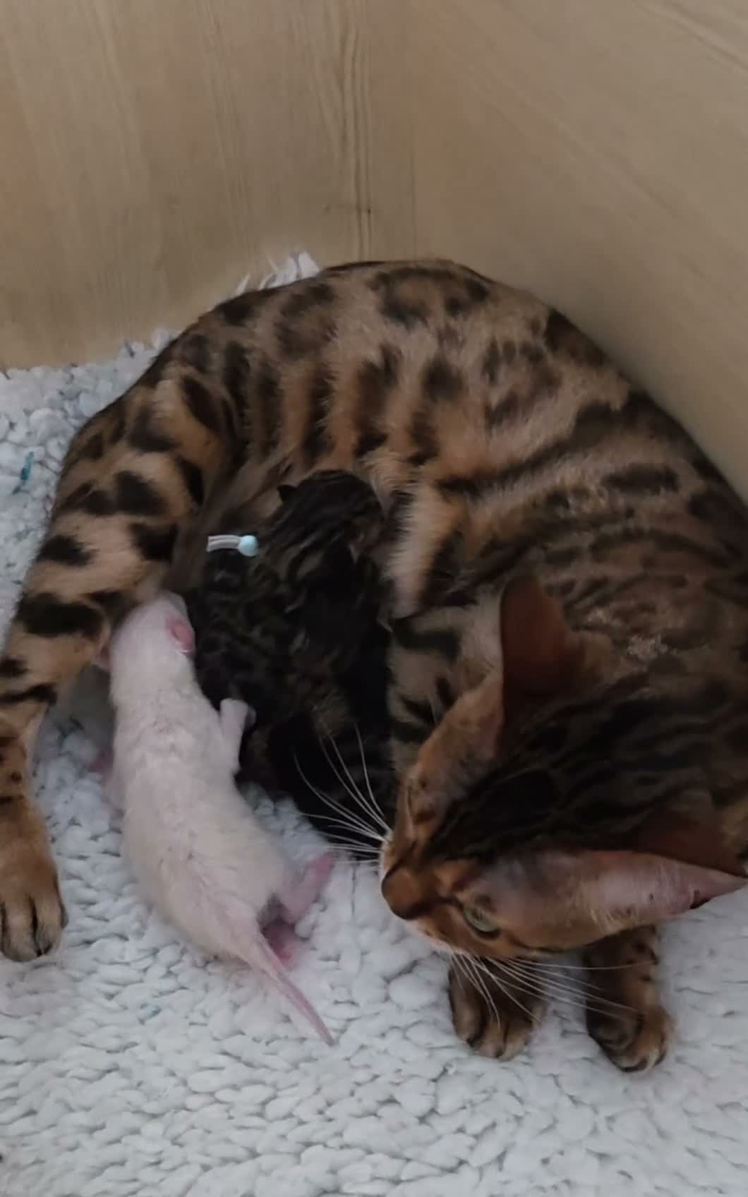 Bengal cats for sale: ✨️New babies born. Brown and snow ✨️ - Video 1