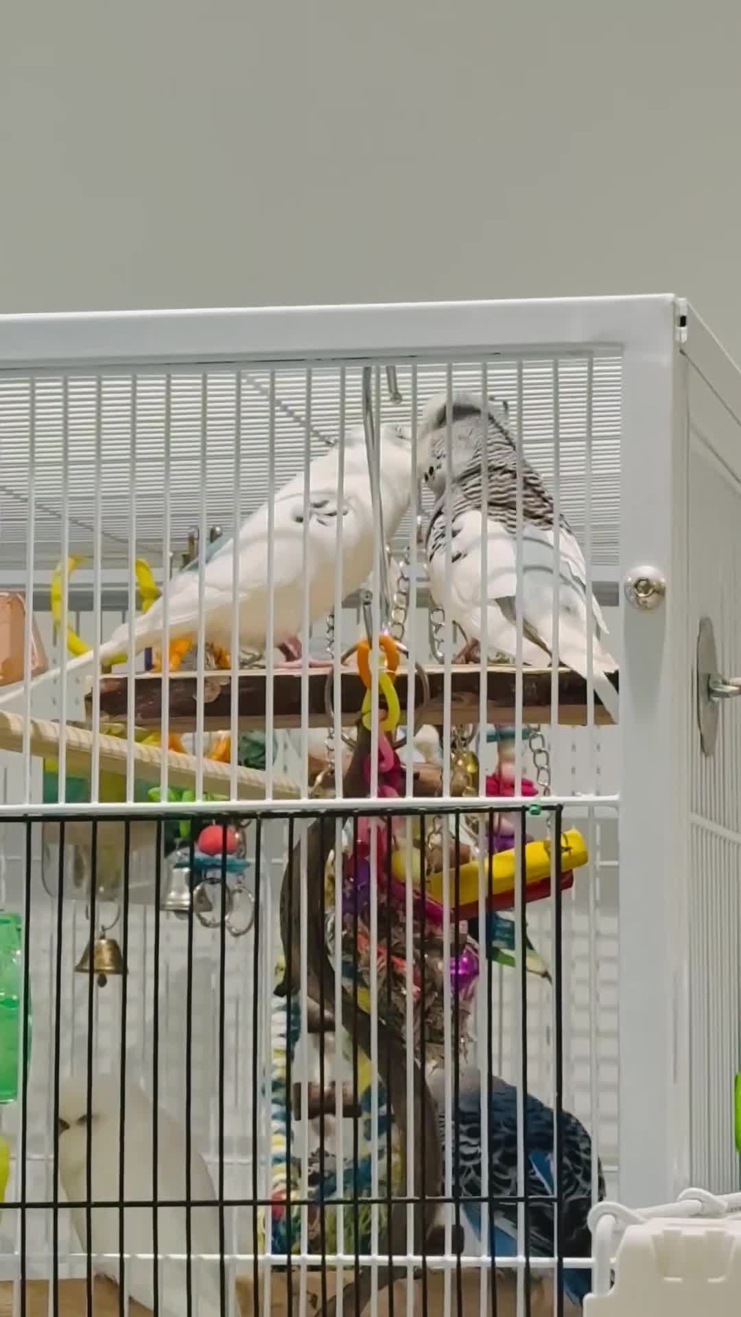 Budgerigars birds for sale: Bonded untamed budgies for sale - Video 2