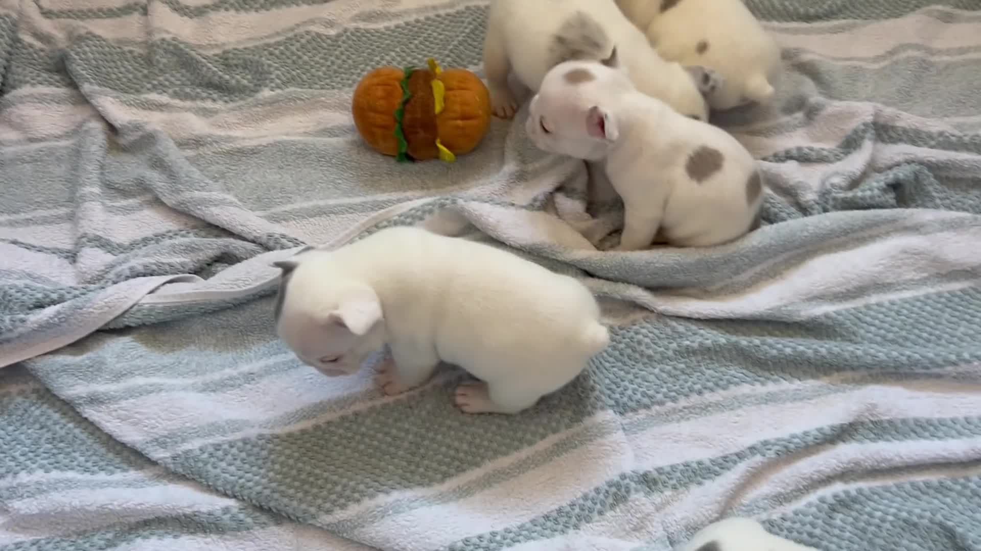 French Bulldog dogs for sale: 🐾 5⭐ DWKC Registered Puppies 🐾 - Video 1