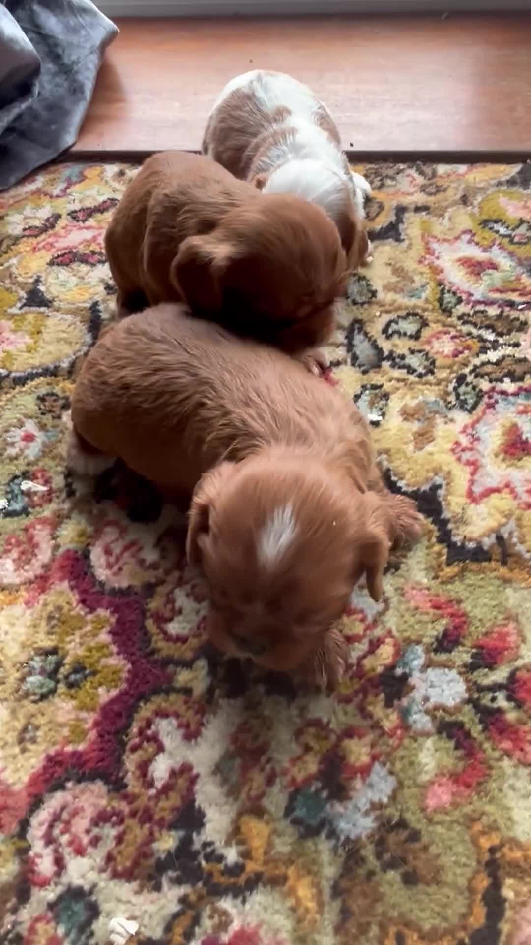 Cavalier King Charles Spaniel dogs for sale: King Charles Cavalier Puppies - Video 1