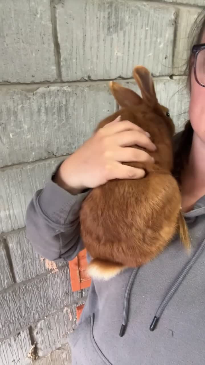 Thrianta rabbits for sale: Rabbit  - Video 1