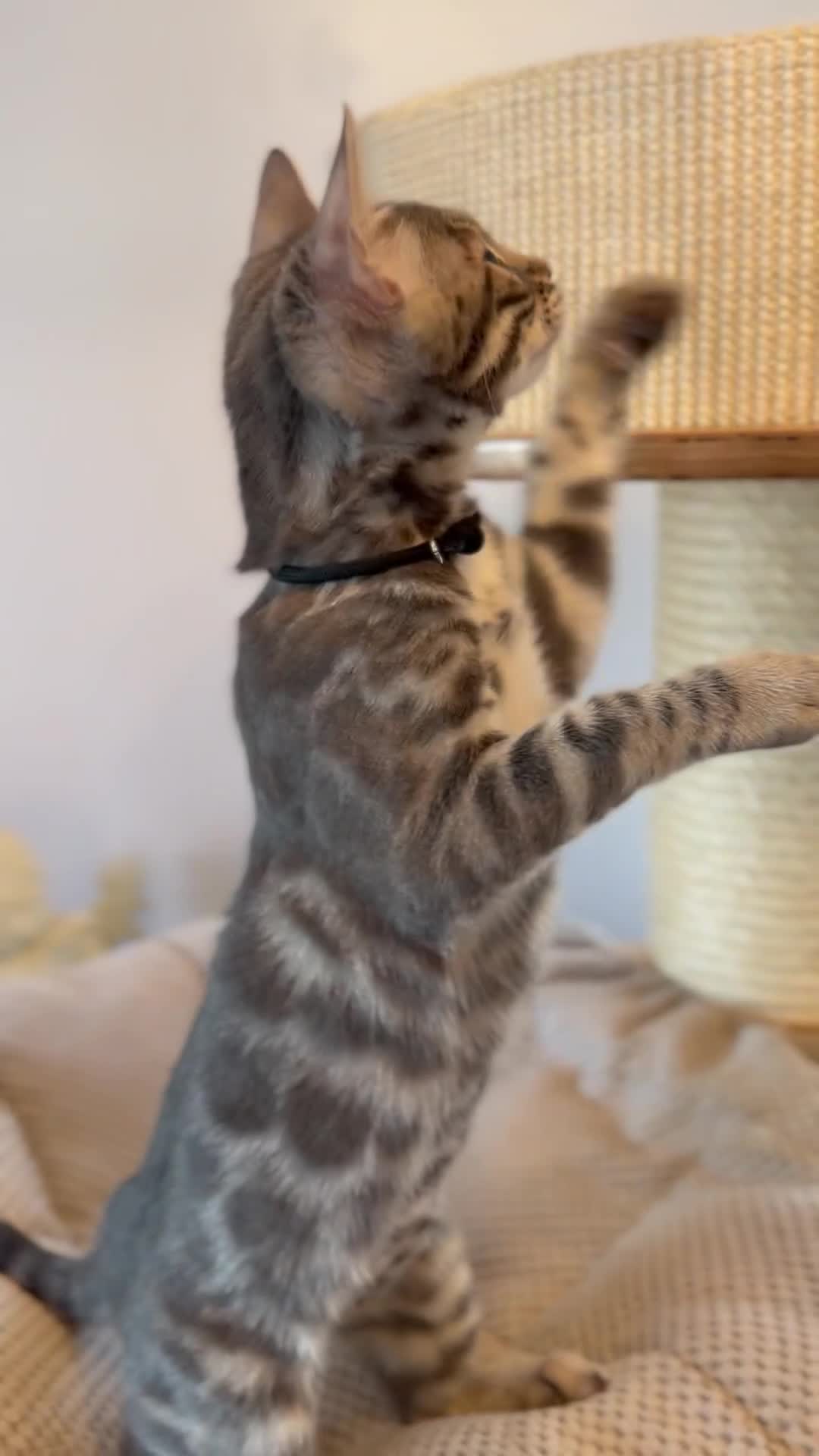 Bengal cats for sale: Exceptional Bengal Kittens Ready Now  - Video 1