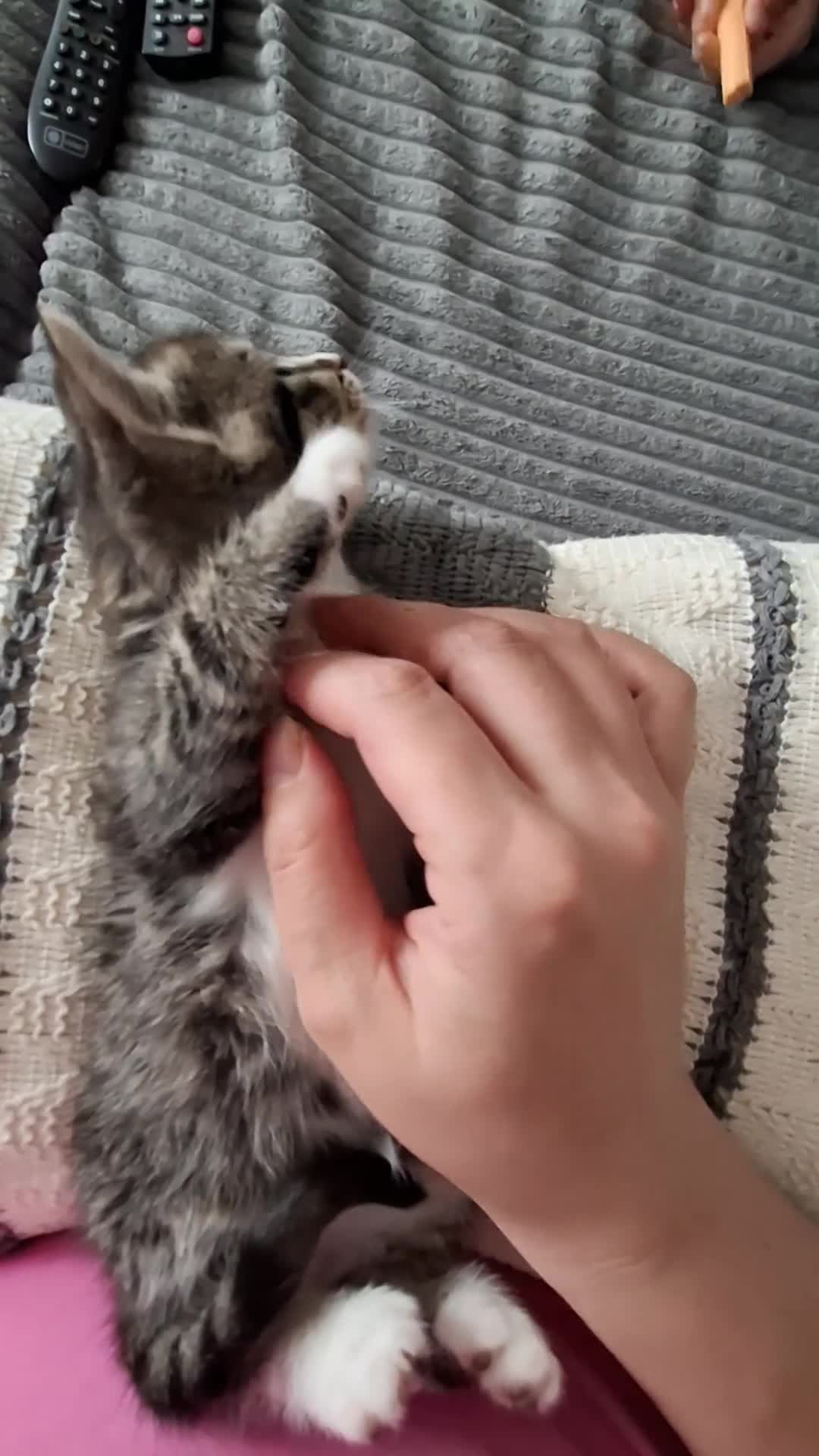 Domestic Shorthair cats for sale: Kittens for sale - Video 1