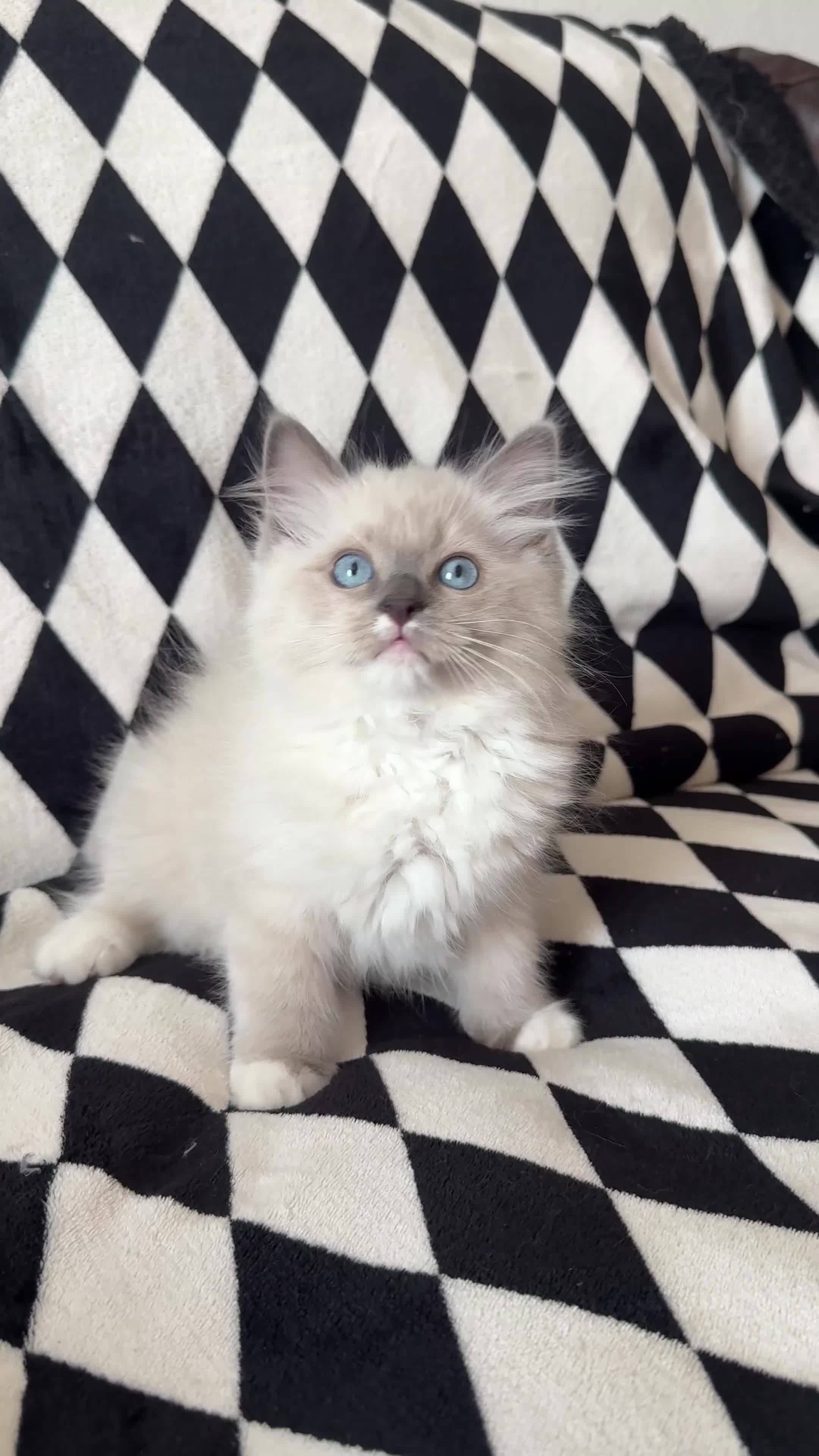 Ragdoll cats for sale: Chunky Ragdoll kittens  - Video 2