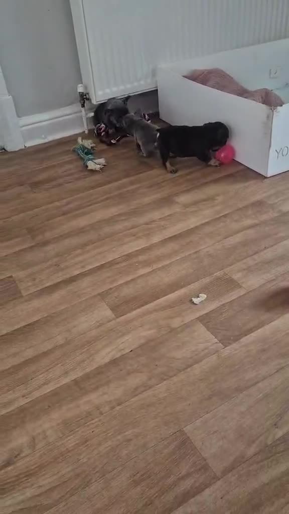 French Bulldog dogs for sale: French bulldog  puppies - Video 1