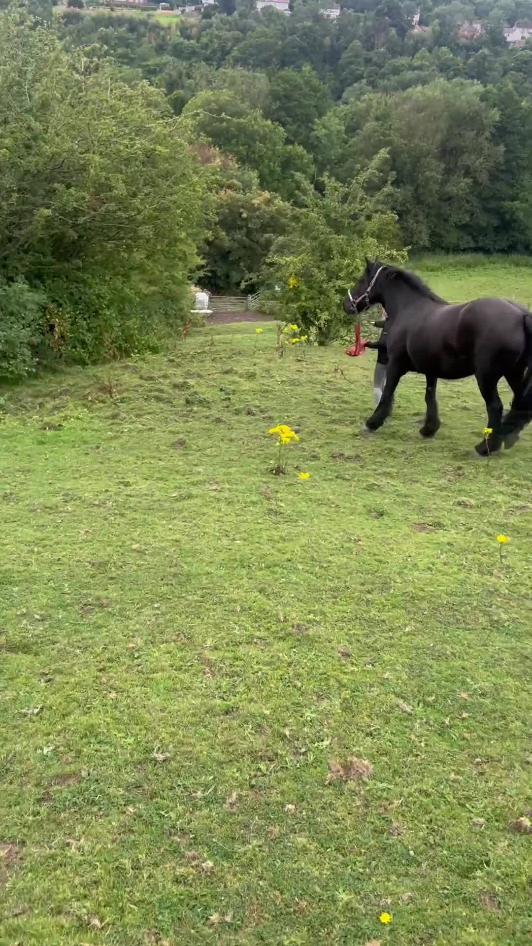 Fell horses for sale: Cob x Fell mare 10yrs old  - Video 1