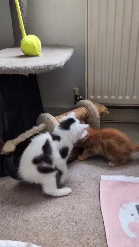 Mixed Breed cats for sale: Beautiful healthy kittens 😍😍 - Video 2