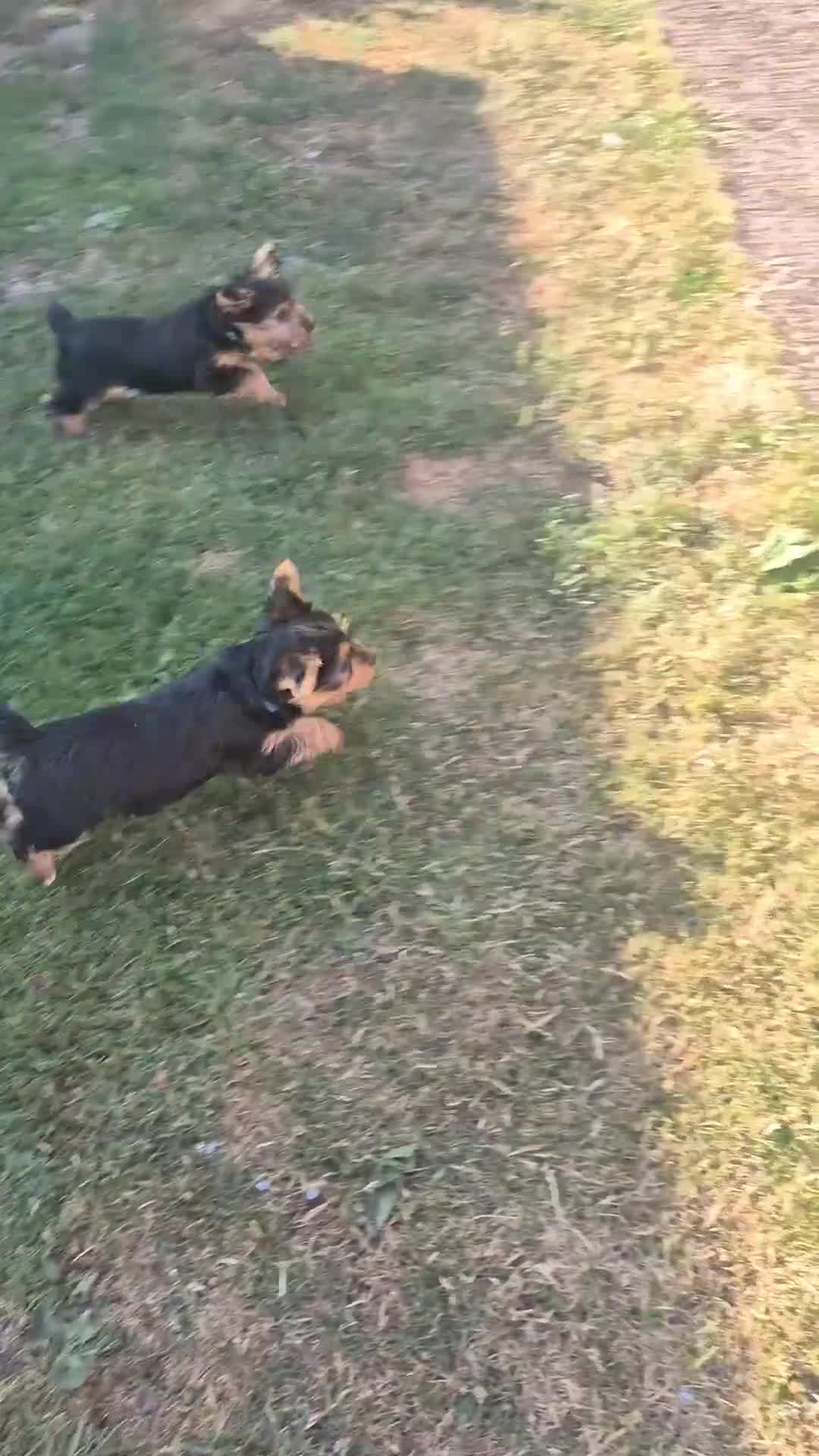 Yorkshire Terrier dogs for sale: ❤️ READY TO NEW HOME❤️Small Yorkshire Terrier Boy - Video 1
