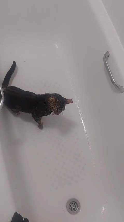 Bengal cats for sale: Pure Female Bengal Kitten £250 - Video 1