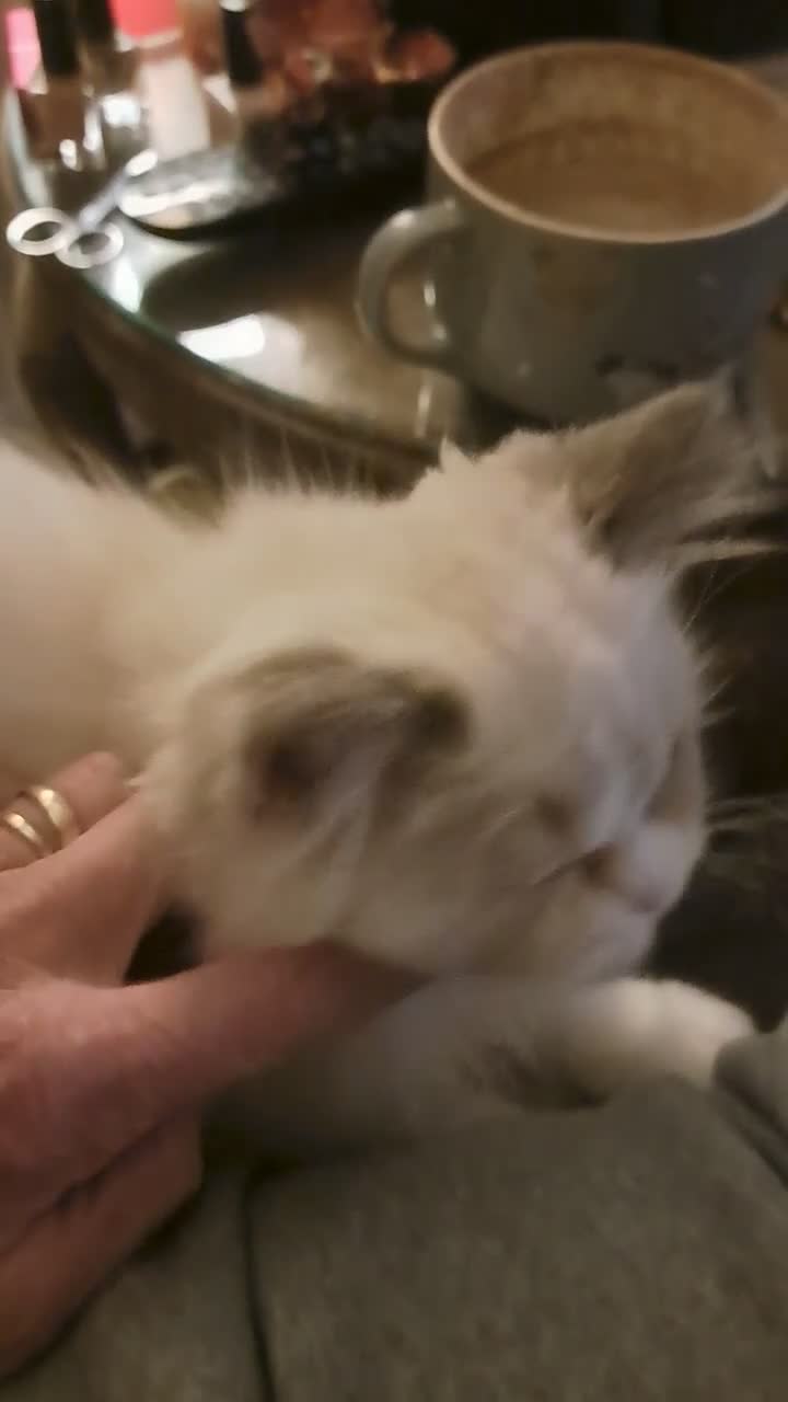 RagaMuffin cats for sale: 3 adorable Raga-per kittens. Born 7/7/26   - Video 3