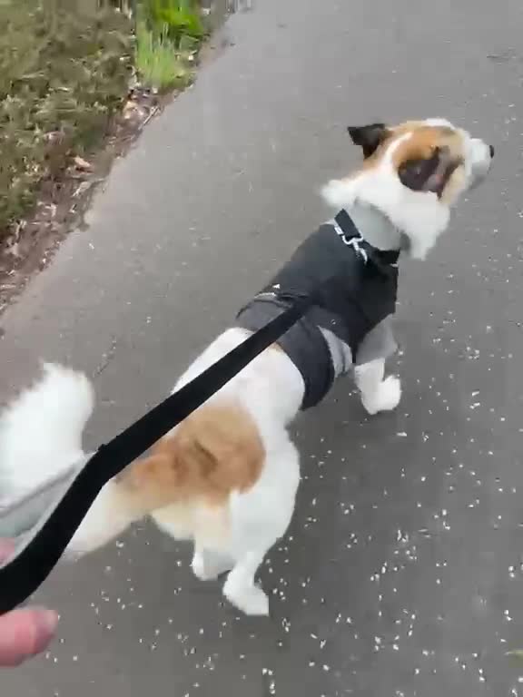 Mixed Breed dogs for adoption: ARTHUR, 5yrs,25kg,great temperament,loves outdoors in Forfar - Video 2