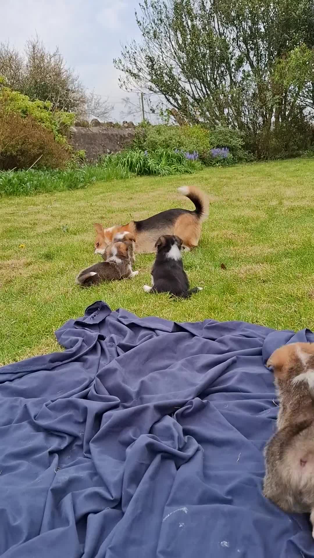 Welsh Corgi Pembroke dogs for sale: Pembrokeshire corgi pups - Video 1