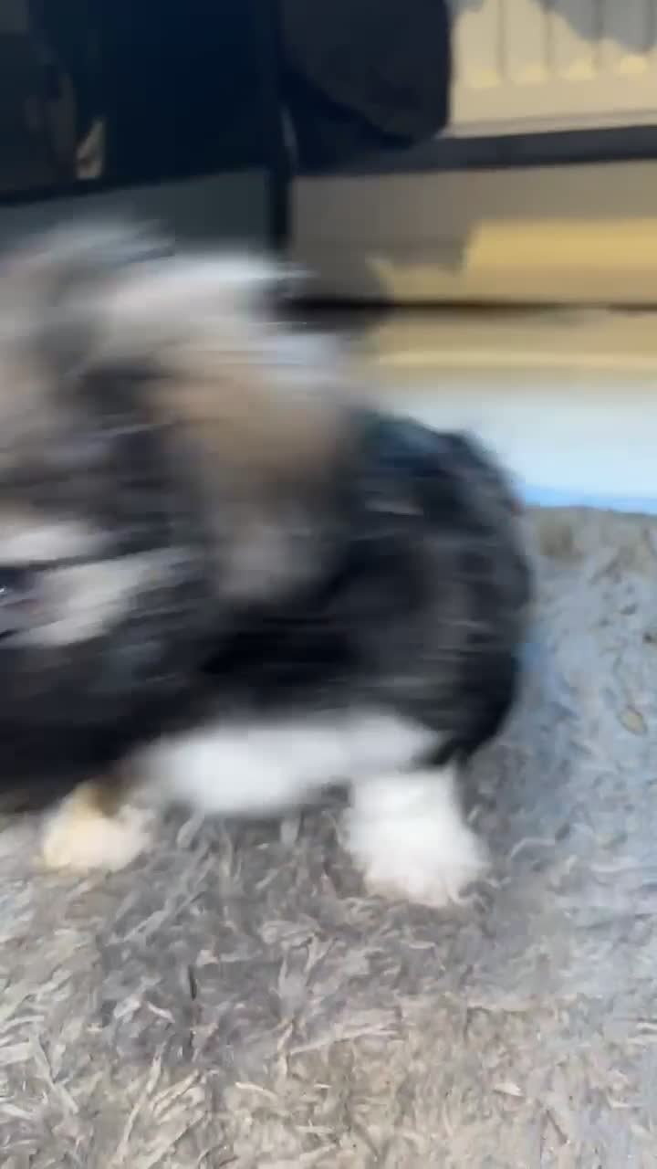 Mixed Breed dogs for sale: Stunning Chinese Crested X Shih Tzu - Video 1