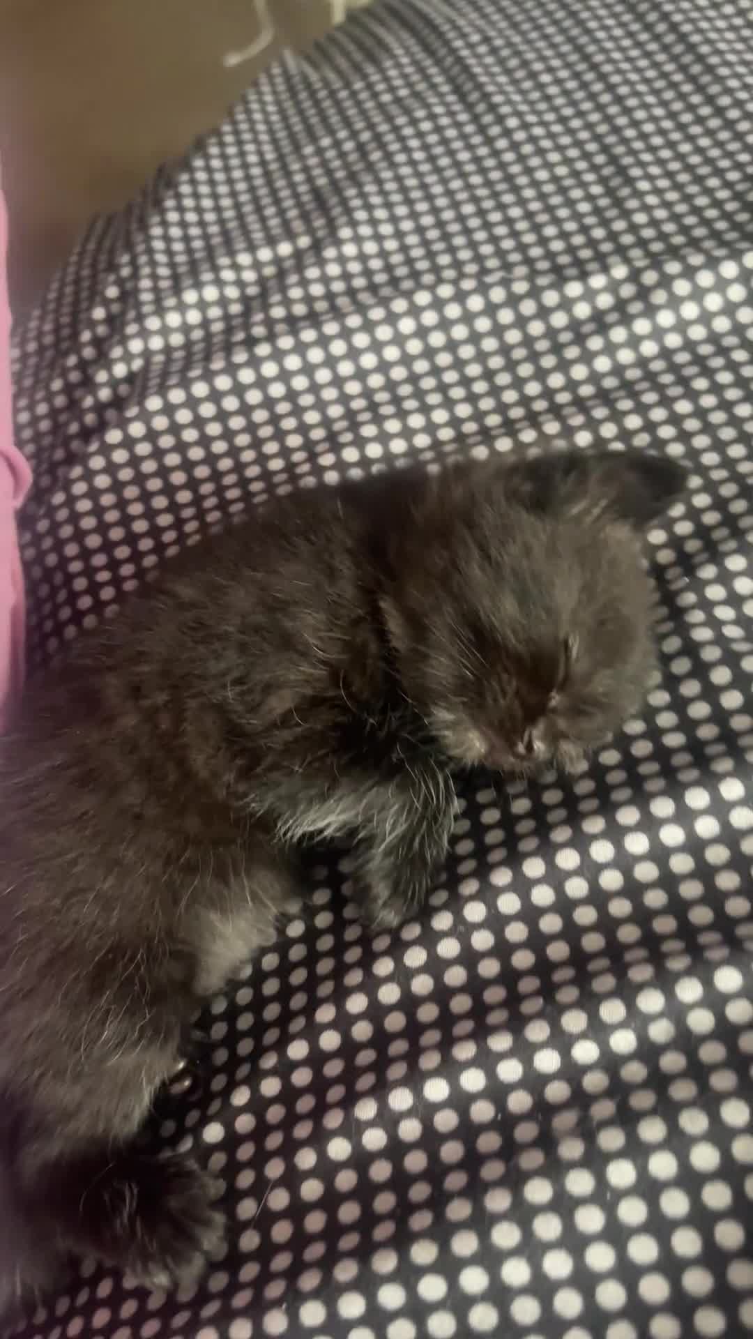 Mixed Breed cats for sale: Cutest Scottish Fold and BSH kittens  - Video 1