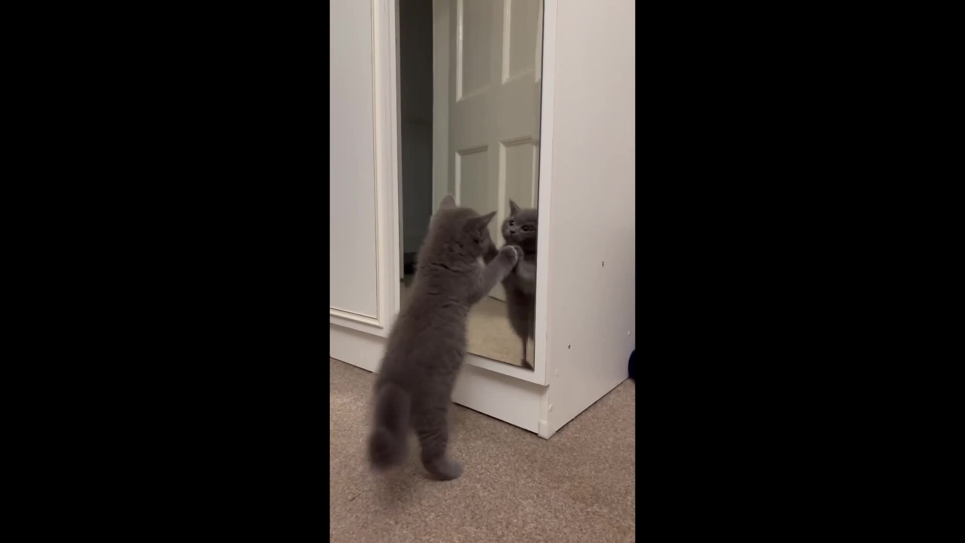Mixed Breed cats for sale: Adorable Kittens  - Video 2