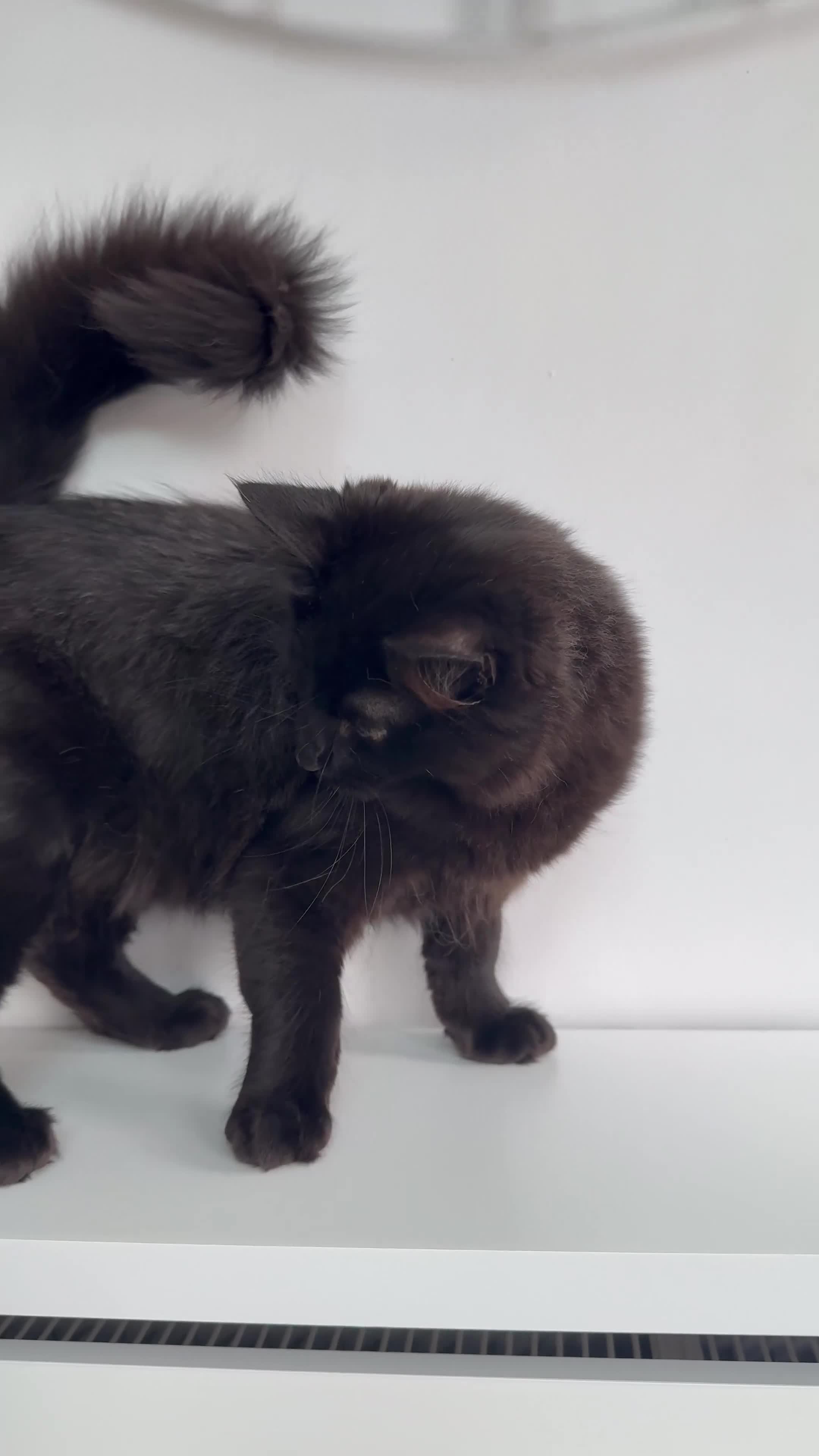 Ragdoll cats for sale: Ragdoll mix for sale  - Video 1