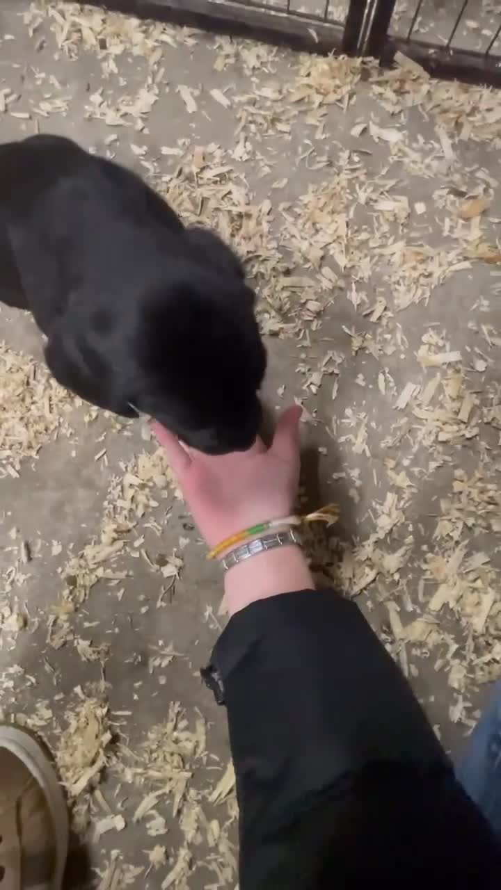 Mixed Breed dogs for sale: 🐾 5 Gorgeous Sprockerdor Puppies 🐾 - Video 1