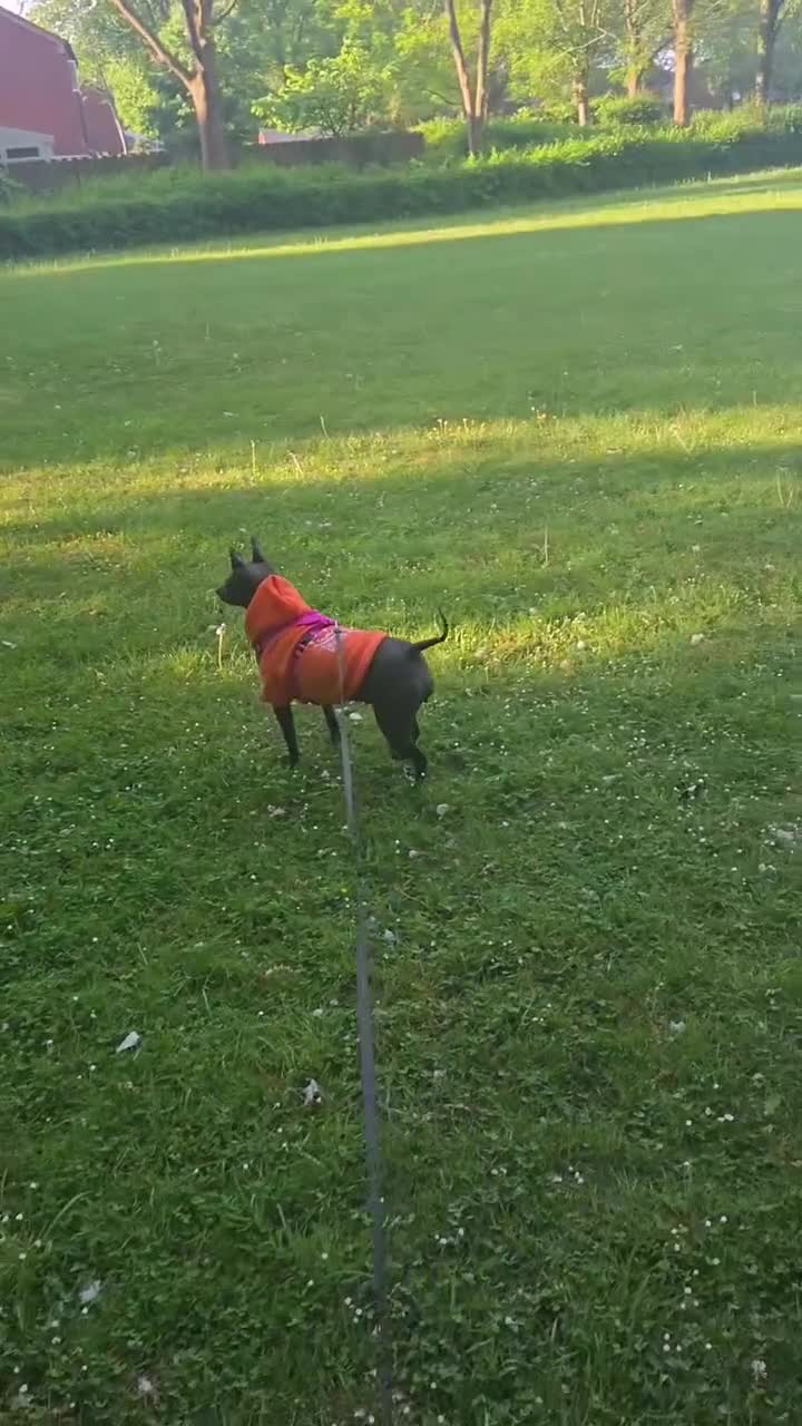 Mexican Hairless dogs for sale: American hairless terrier  - Video 3