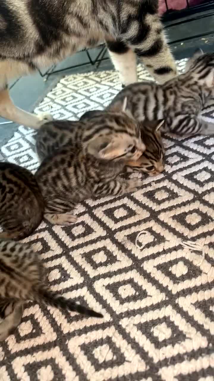 Bengal cats for sale: Bengal and half breed Bengal kittens  - Video 1