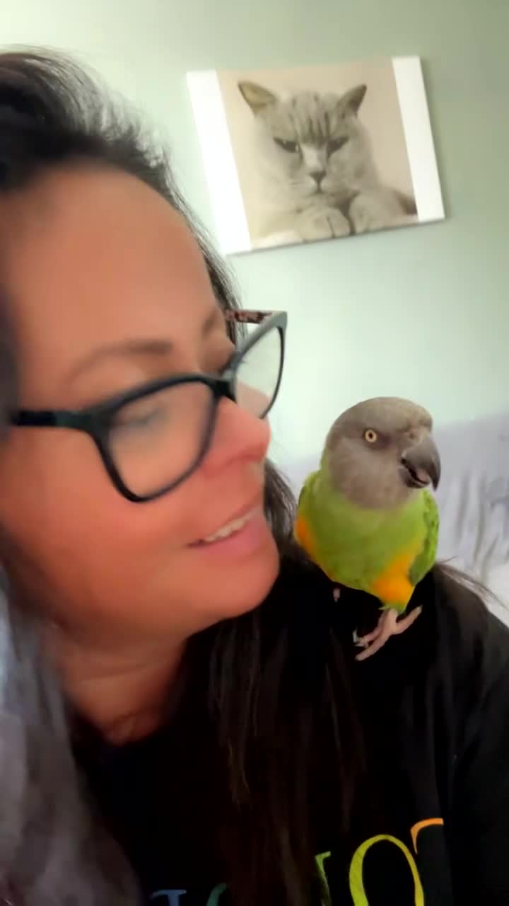 Parrots birds for sale: Beautiful female Senegal parrot for sale - Video 1